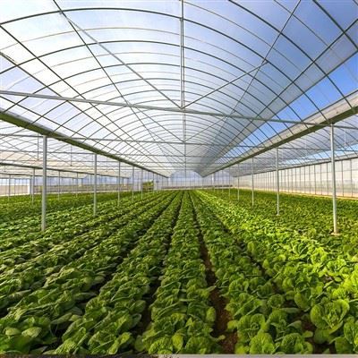 Multi-span Agriculture Greenhouse