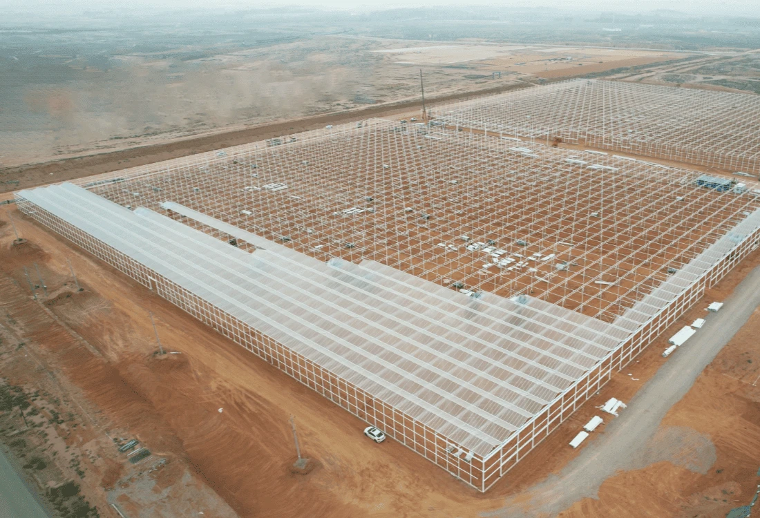 Saudi Arabia 90,000 ㎡ Tomato Glass Greenhouse