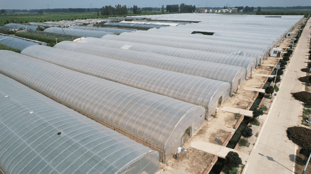 Single Span Tunnel Greenhouse Single Span Tunnel Greenhouse