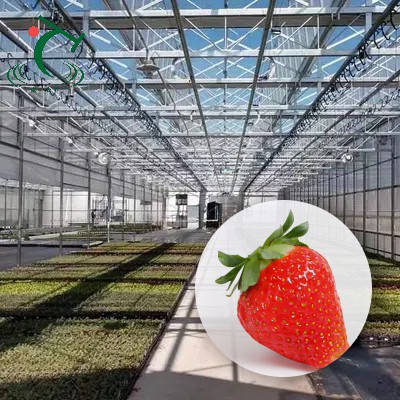 Venlo staklenik sa jagodama